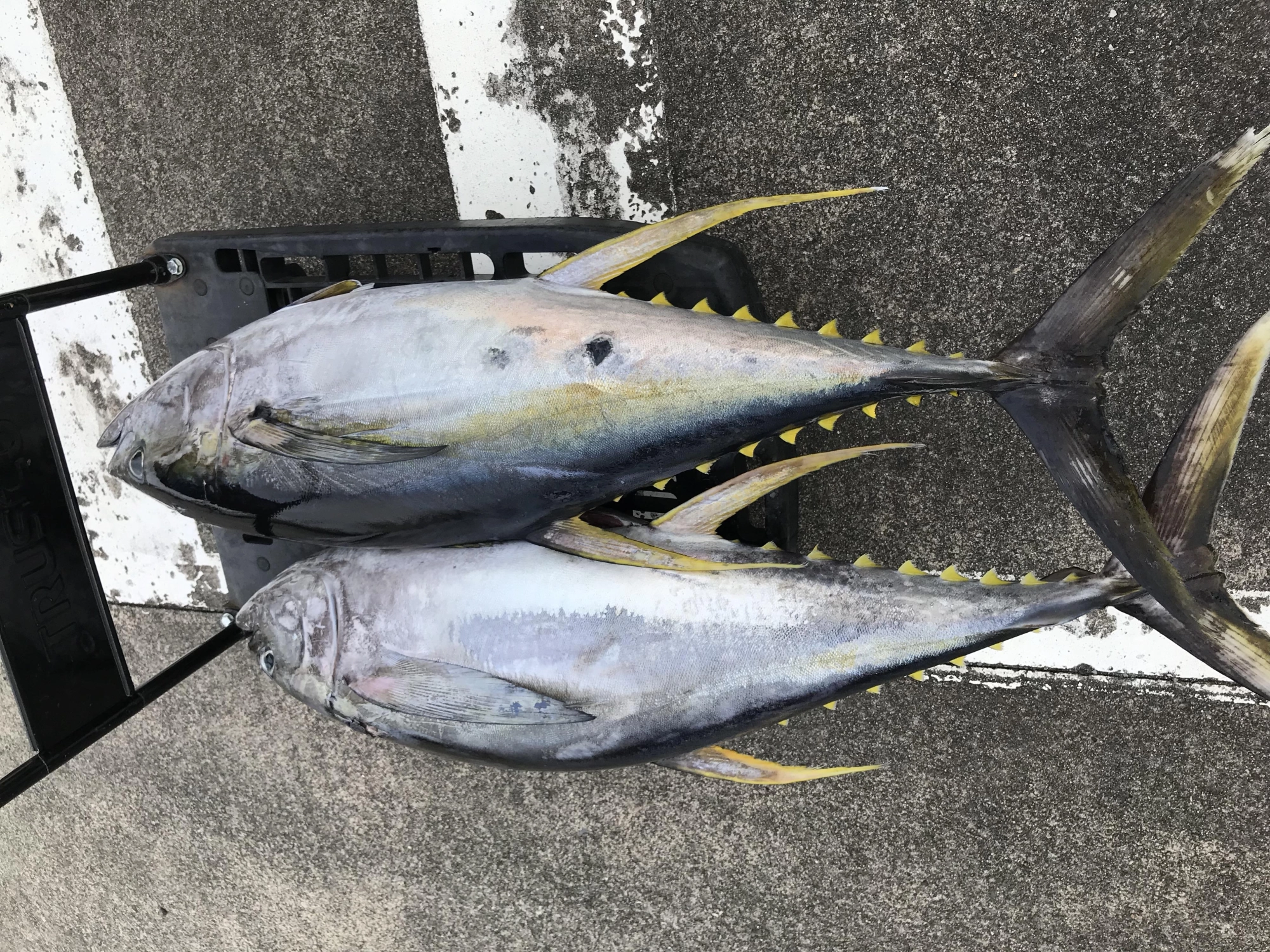 2時間で2本キャッチ！！辺り一面マグロが飛んでいましたよ♪