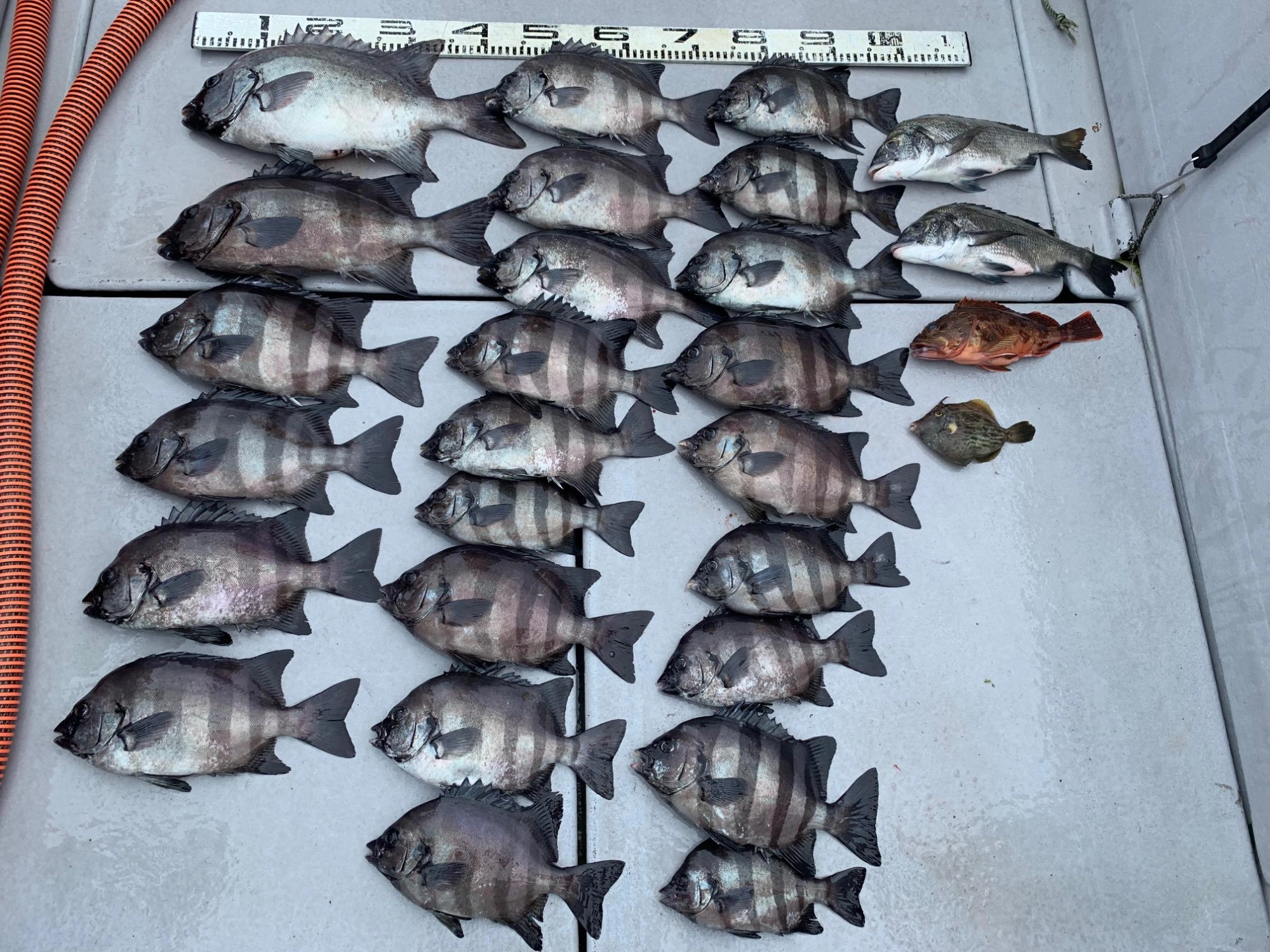 ６人で24枚の釣果！今年は食べ頃サイズが多いそうです。