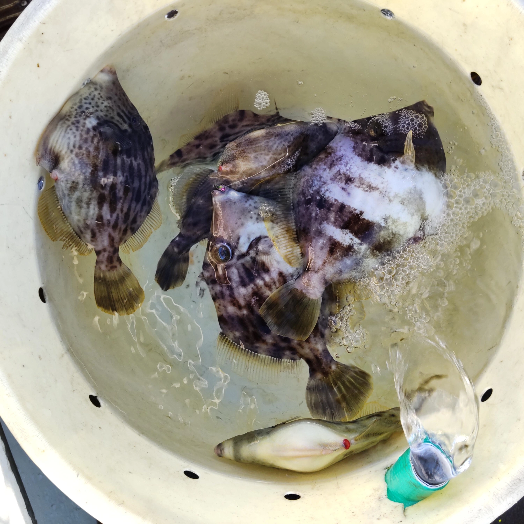 ポツポツの拾い釣りでバラシもあり９匹、後半数伸びませんでした。