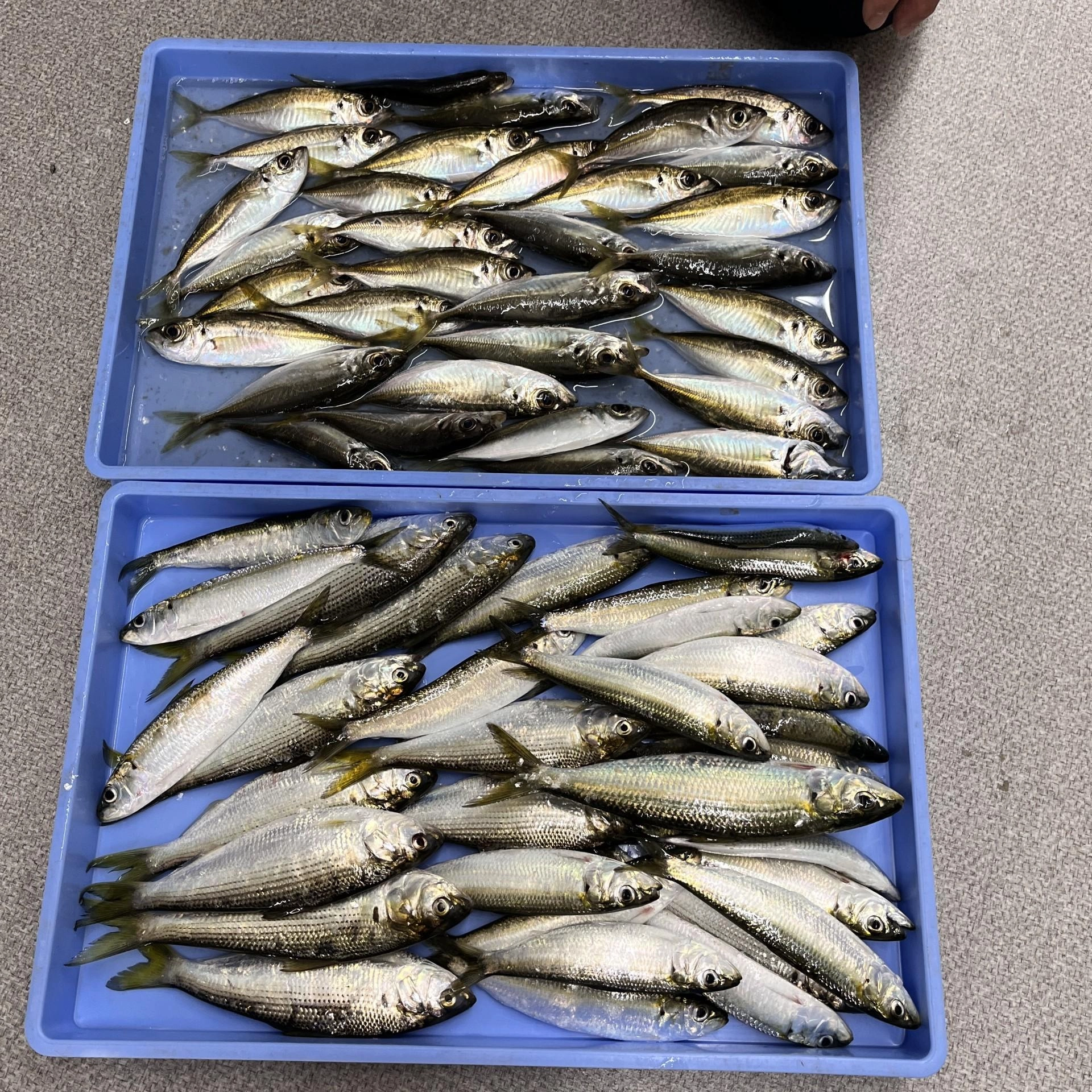 魚は小あじ×33・カタボシイワシ×22・コノシロ×11匹でした。