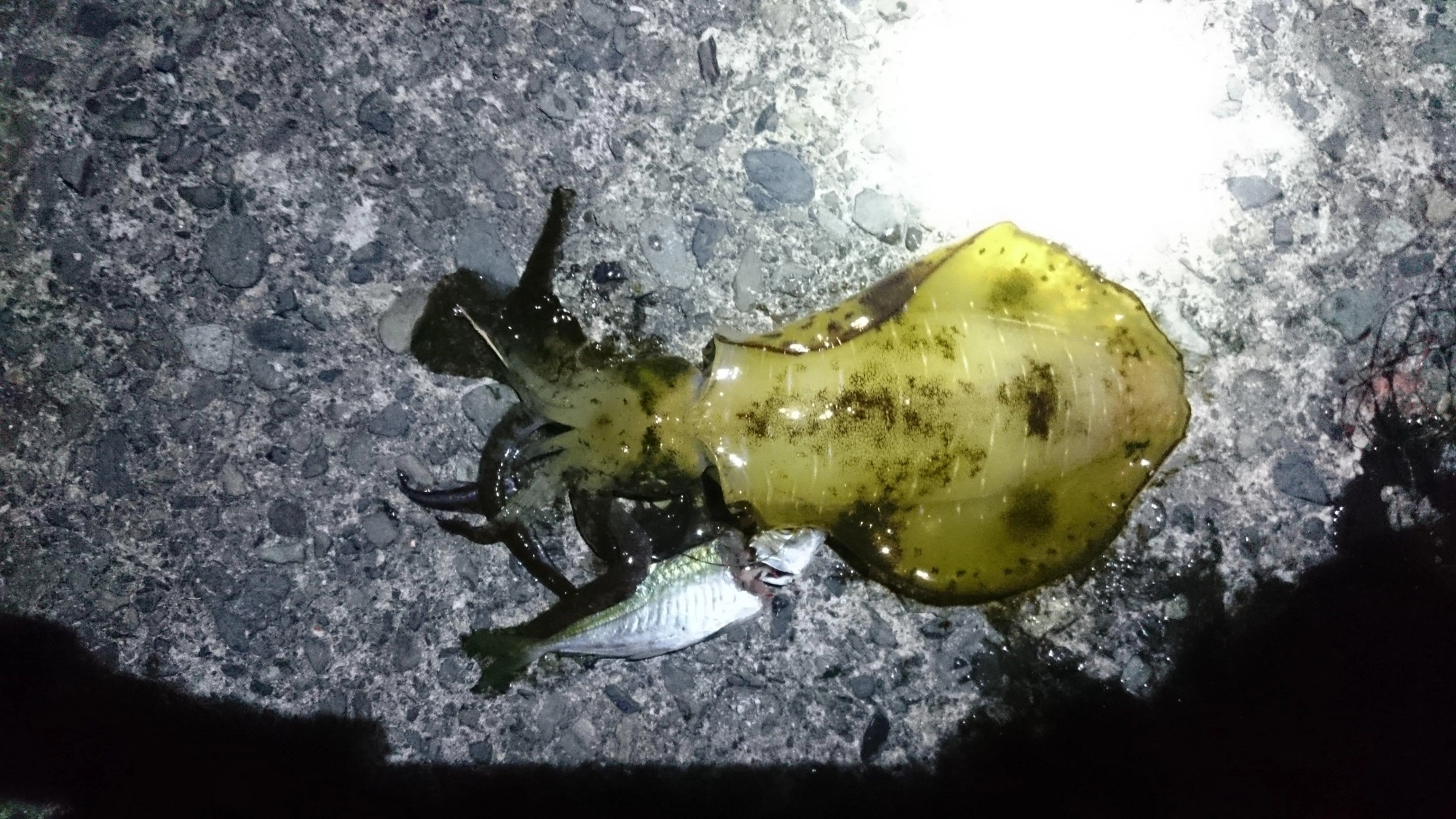 1匹しか釣れなかった虎の子の鯵でアオリイカゲット。その後金魚でも釣れて動く魚なら何でも釣れる感じでした。
満潮からの下げはじめで、水温が妙にぬるくなるタイミングでした。