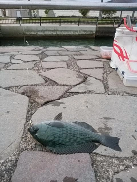 グレ