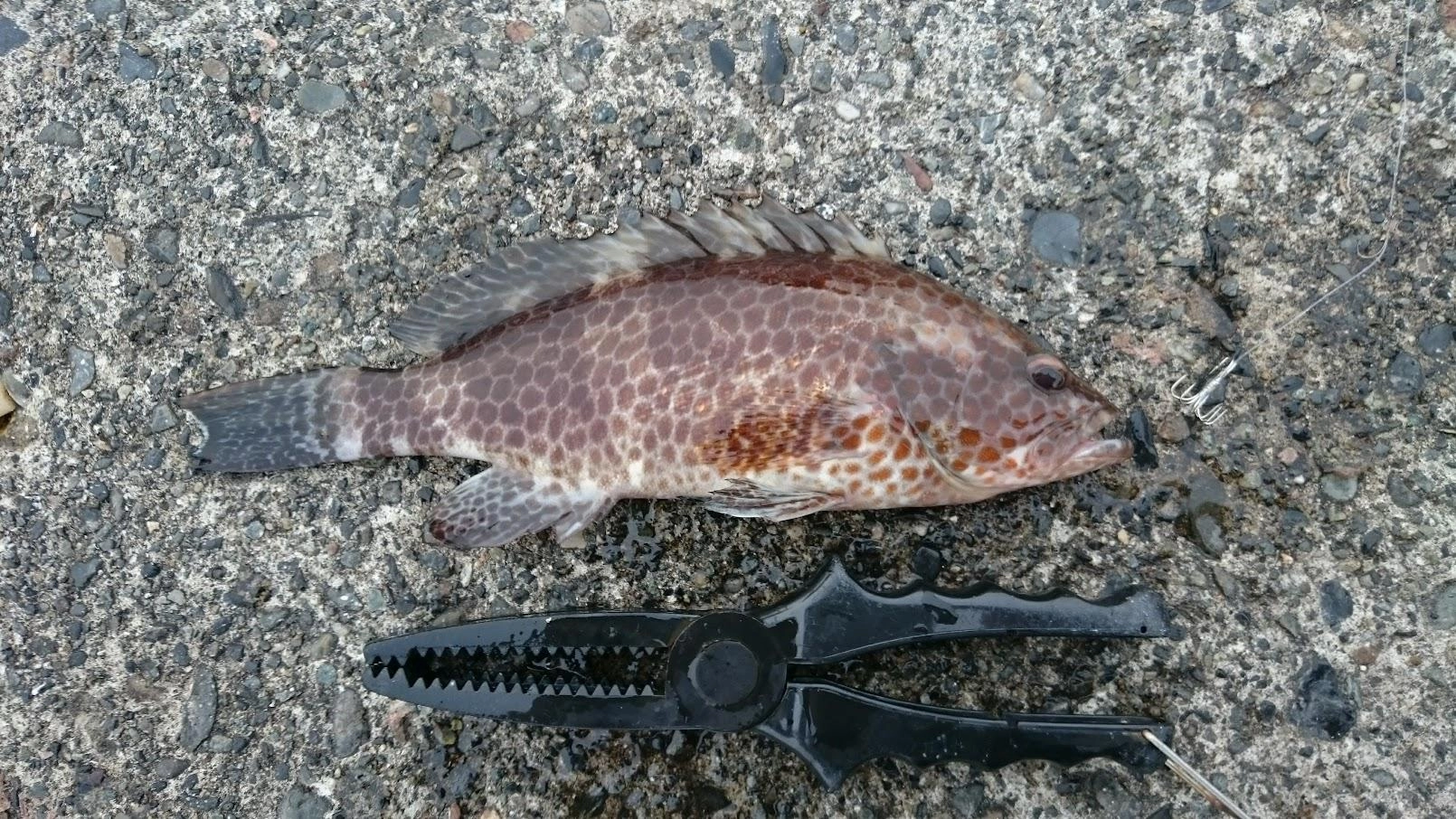 ボトム付近を泳がせたので、またヒラメかと期待するもオオモンハタでした。