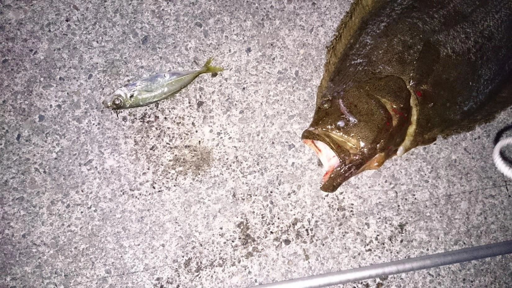 釣った後まだ鯵が活きていたので、トレブルフックに変えて再び泳がすも追加はならず。