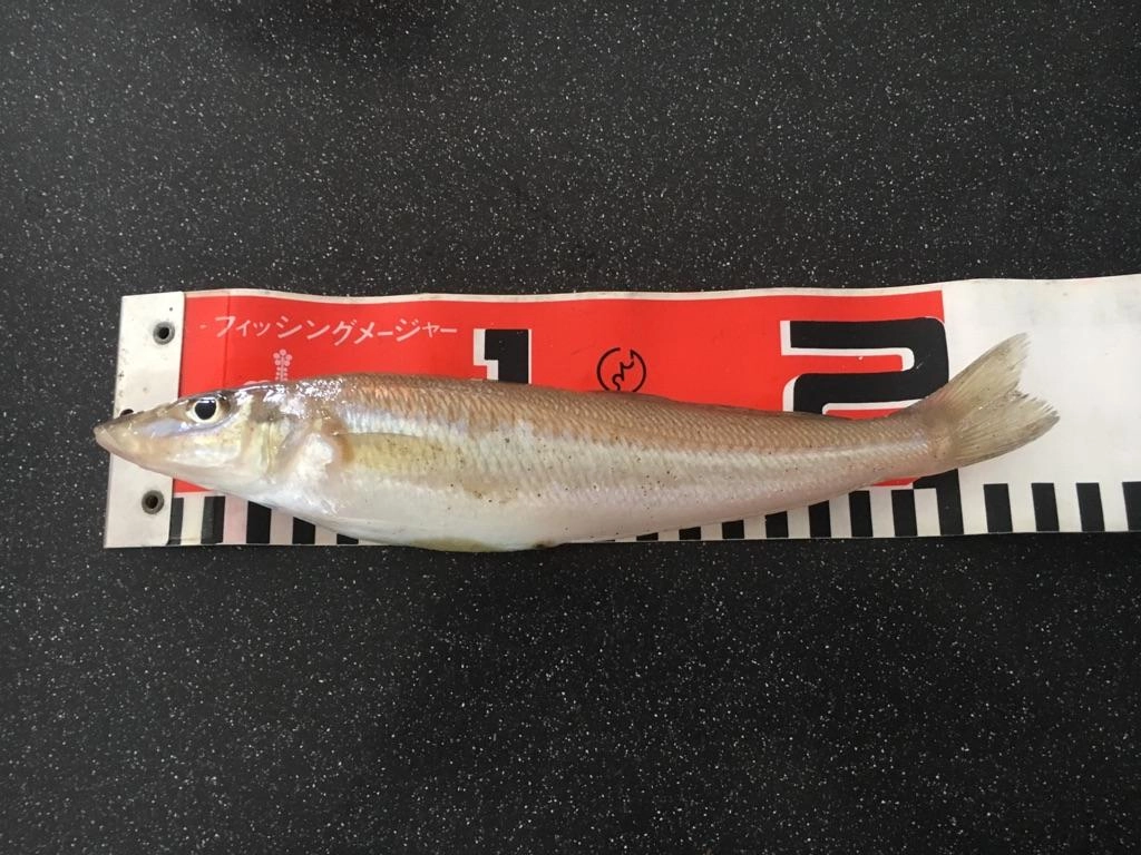 今回は最大２２ｃｍのキスが釣れました♪