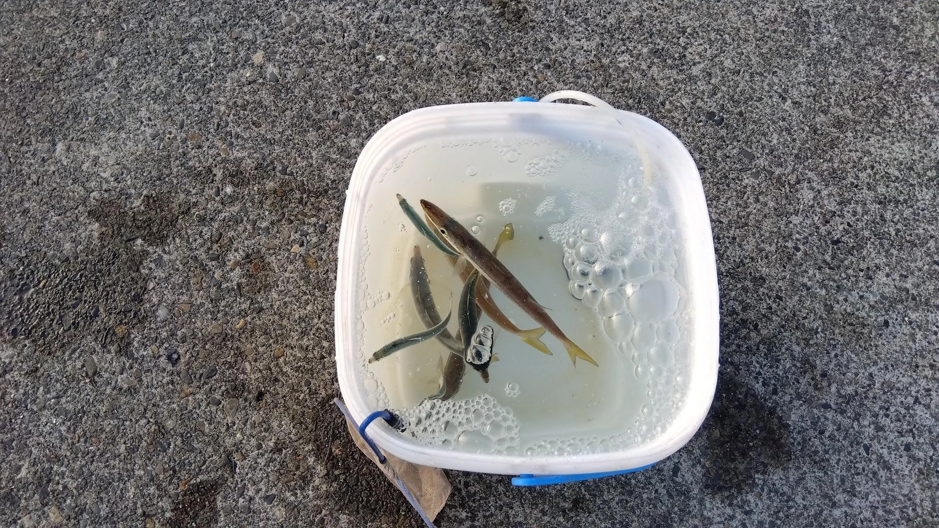 頂き物の青鯵も泳がすも無反応でした。
あとアジキャッチサビキで確保したサッパも無反応でした。
やはり泳がせにはカマスが強いです。