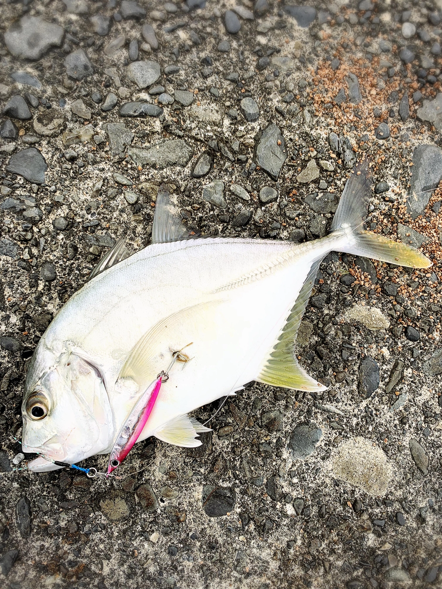ピンクにチェンジして追加