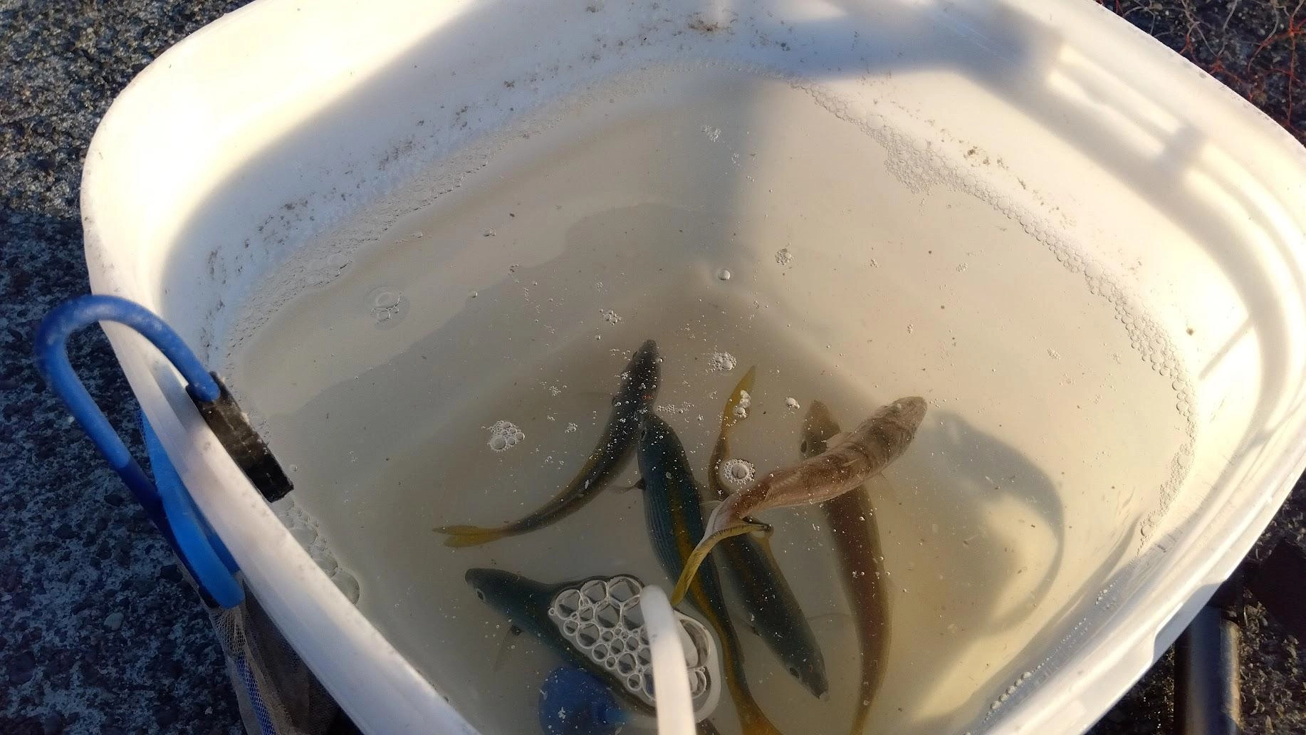 カマスの釣果が不安定で、釣れる時に確保が必須です。
アジとタカベもありましたが、青物実績はカマスがぴか一です。
今日もアオリイカを意識して鯵と迷いましたが、カマスを選択して正解でした。