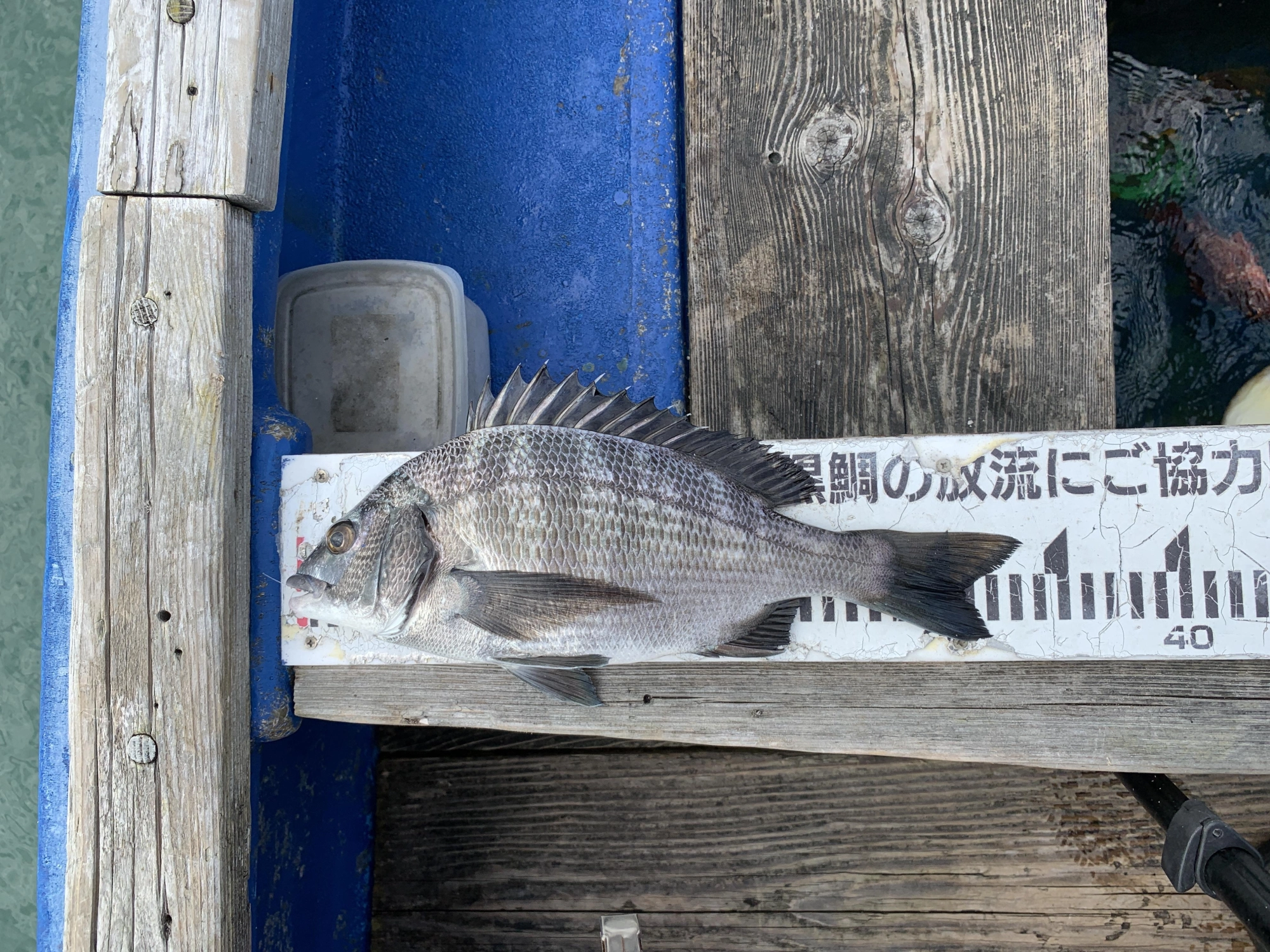 午後に入ってから待望の黒鯛が来ました