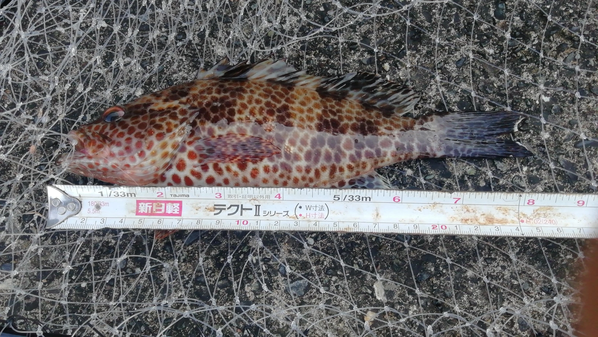 やはり、フォールの最中に油断してたら来ました。