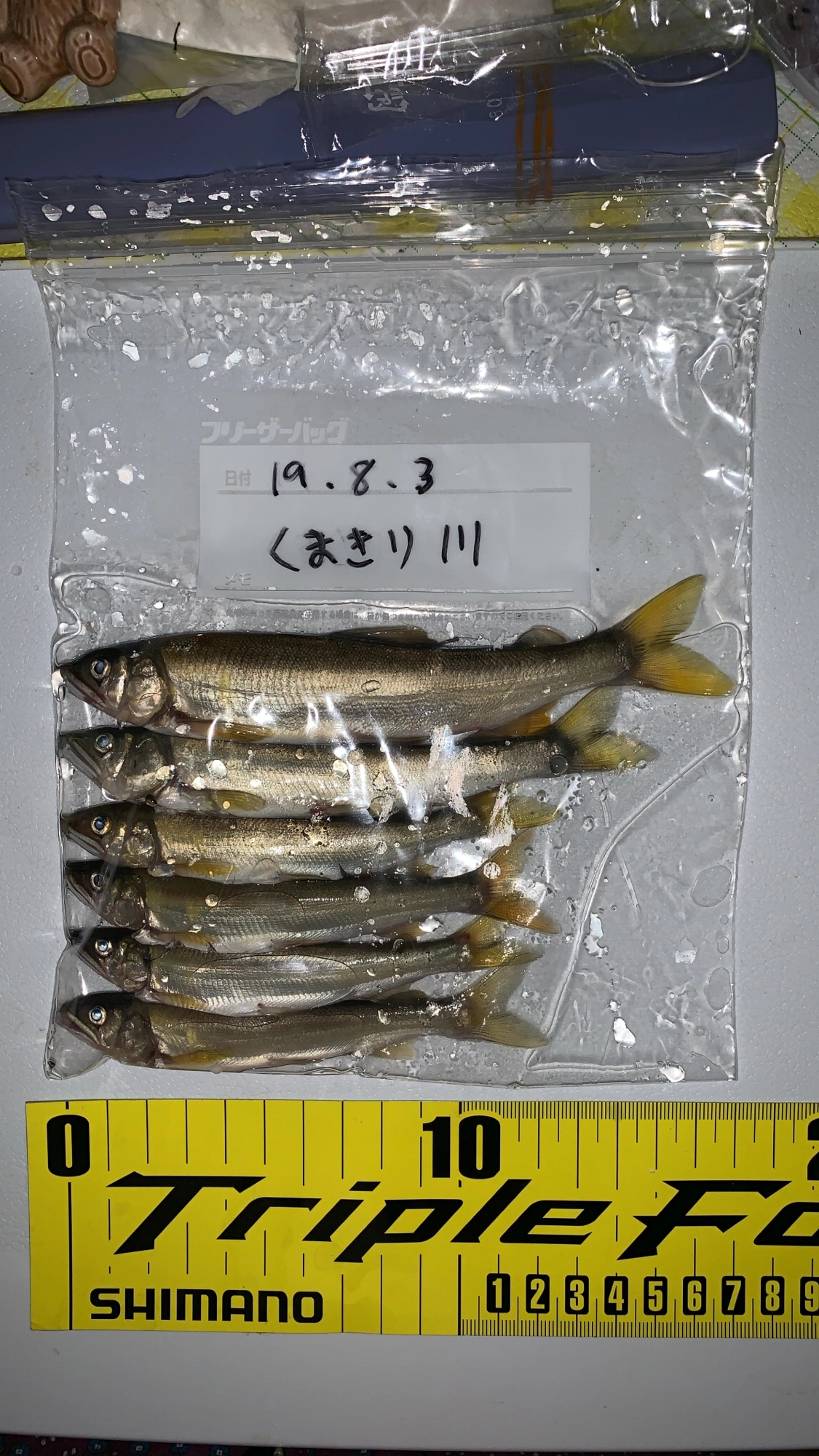 30匹中6匹がアユ あとはウグイ
カワムツでした。
