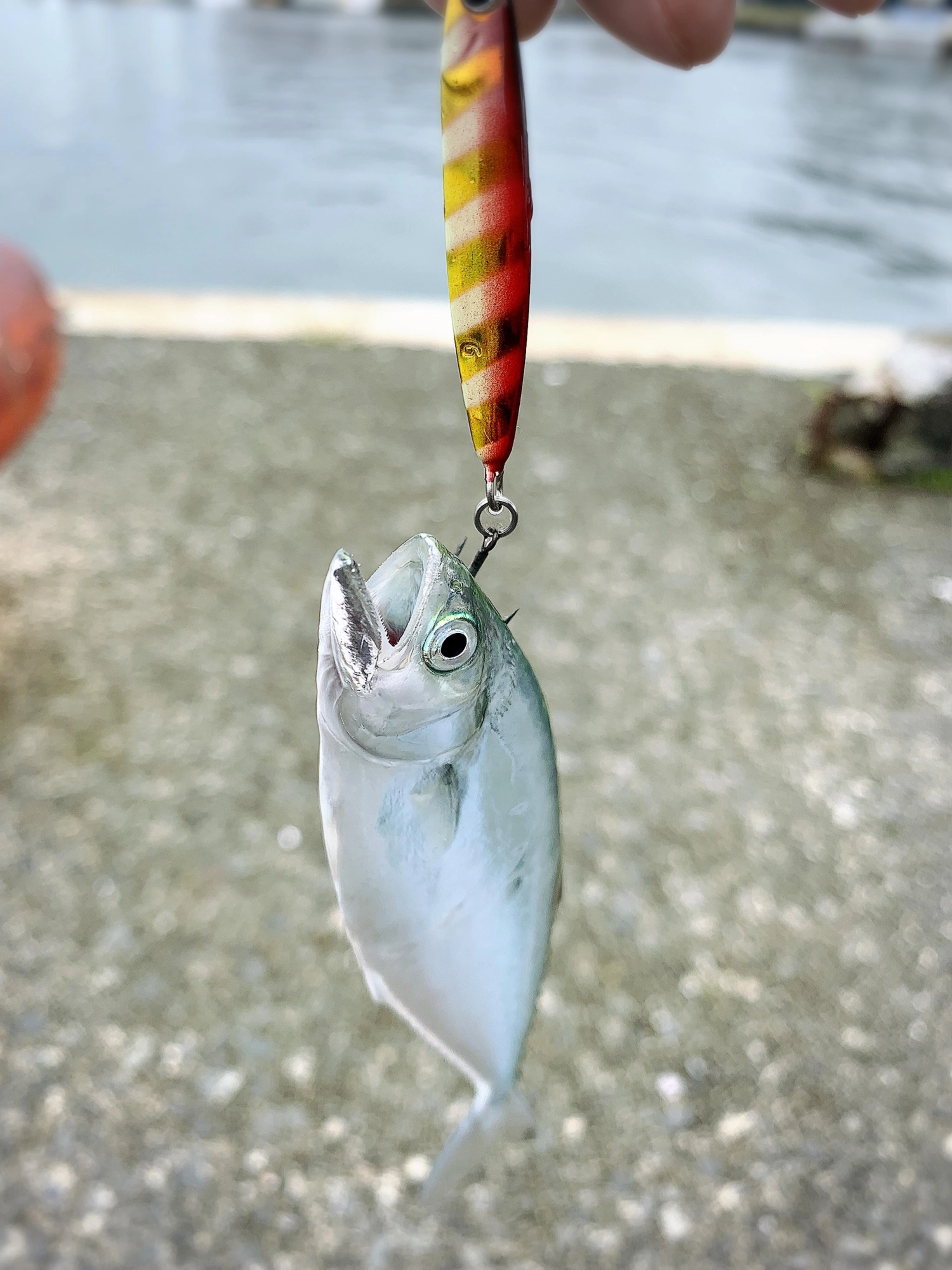 イケカツオも釣れます。