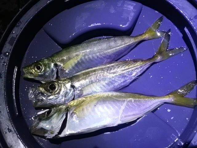 アジ良型