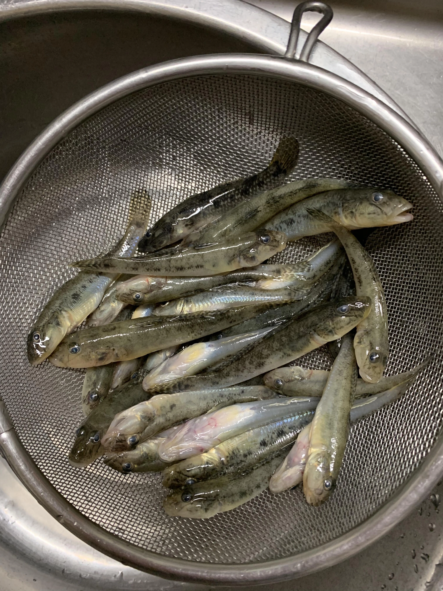 32匹！
そのうち25匹程は、チビ助の釣果です！