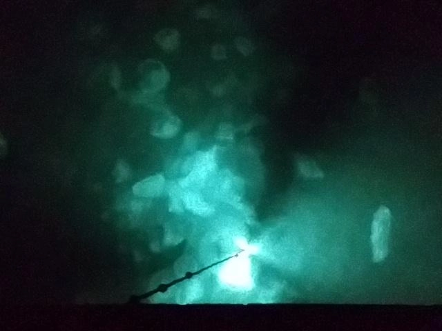 クラゲ爆発