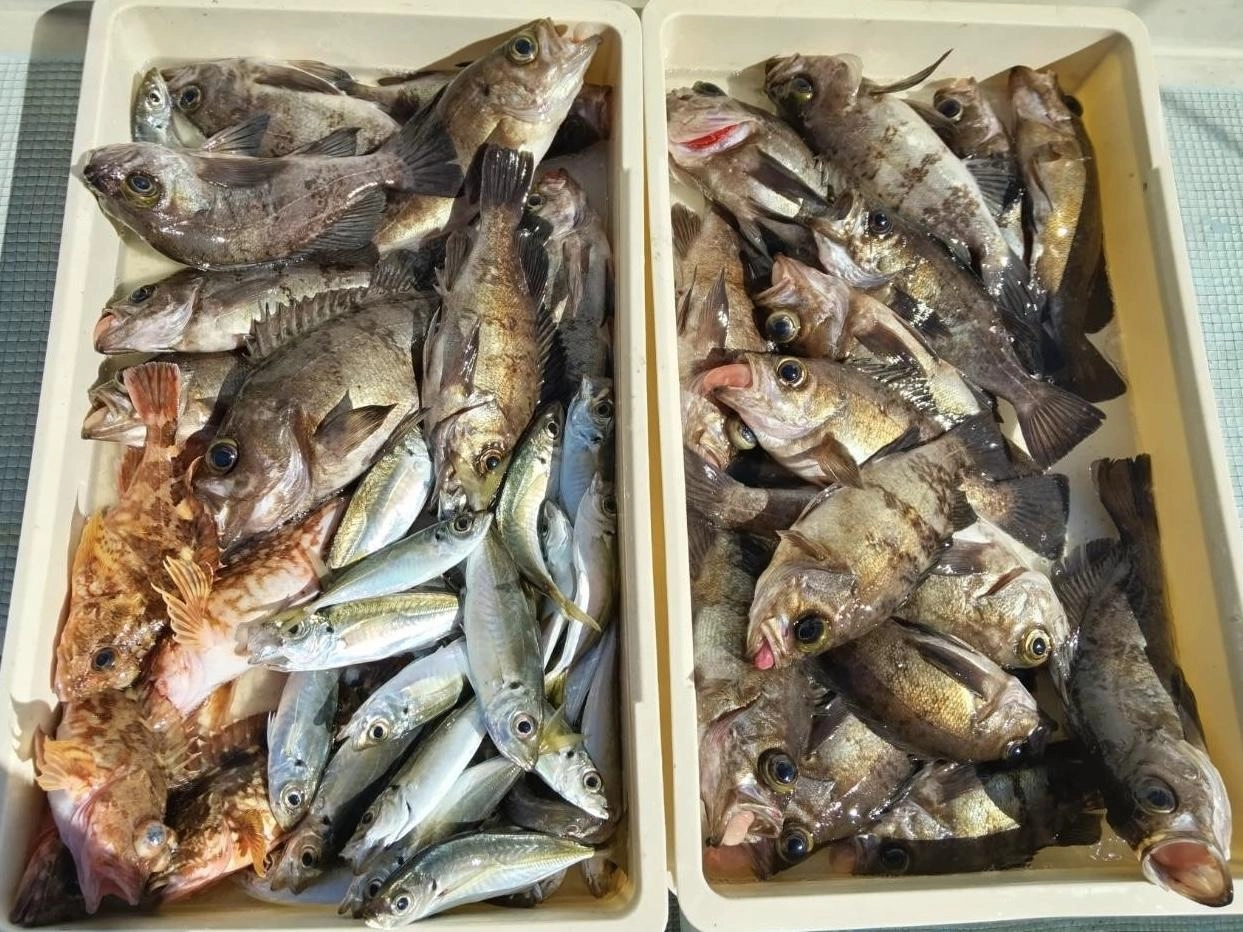 デカメバルは煮付けは勿論、刺身に塩焼きに かなり美味しいッ(о´∀`о)
