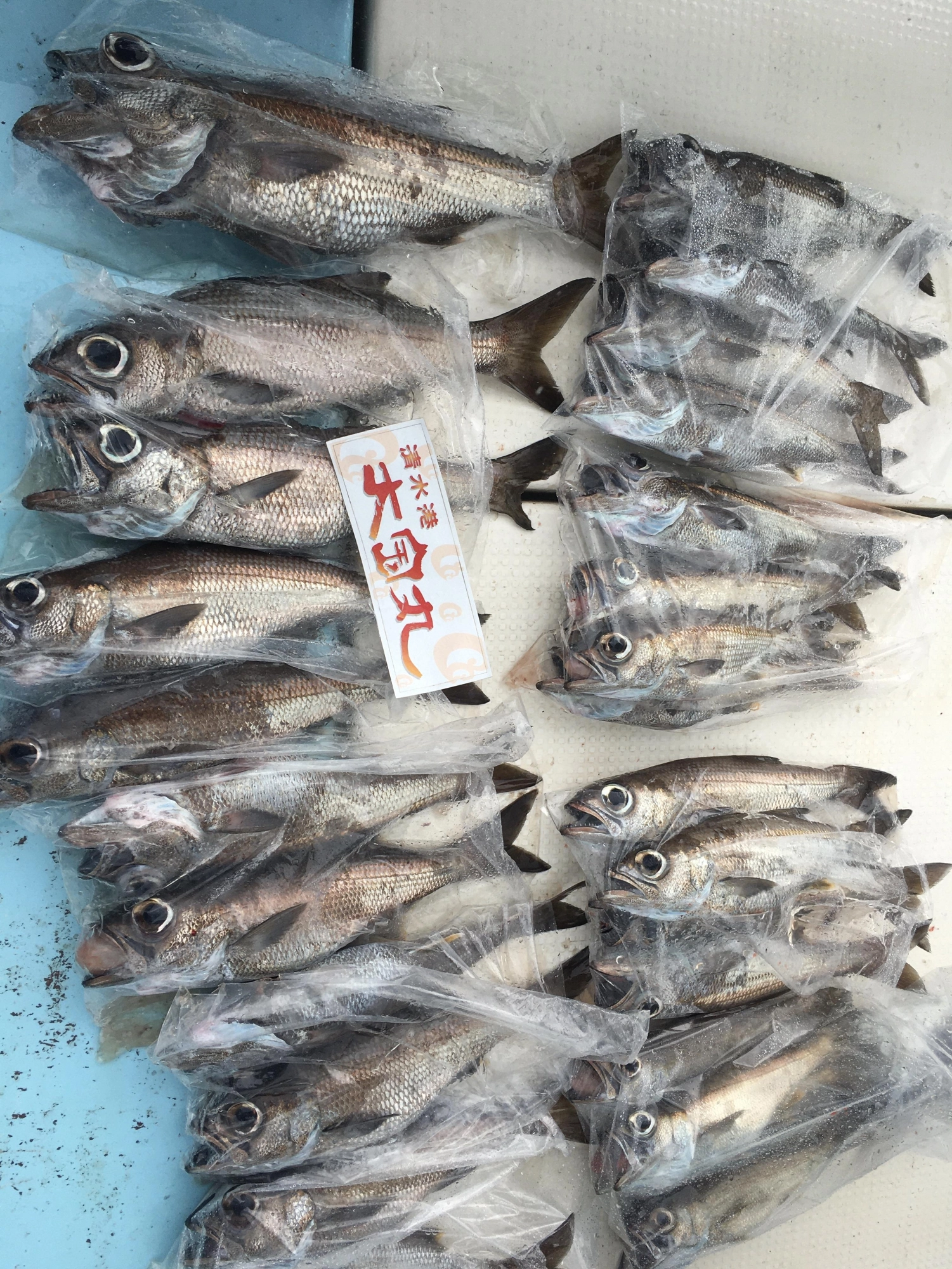 餌釣りも良い感じです♪