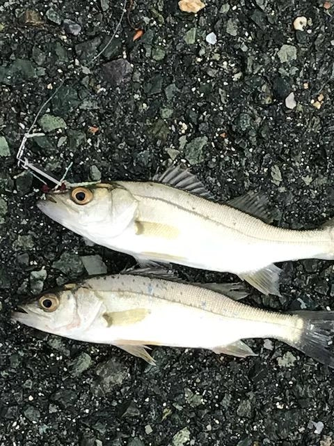1投1アタリですごく楽しかったです♪＊魚は小さいのですべてリリースしました。
