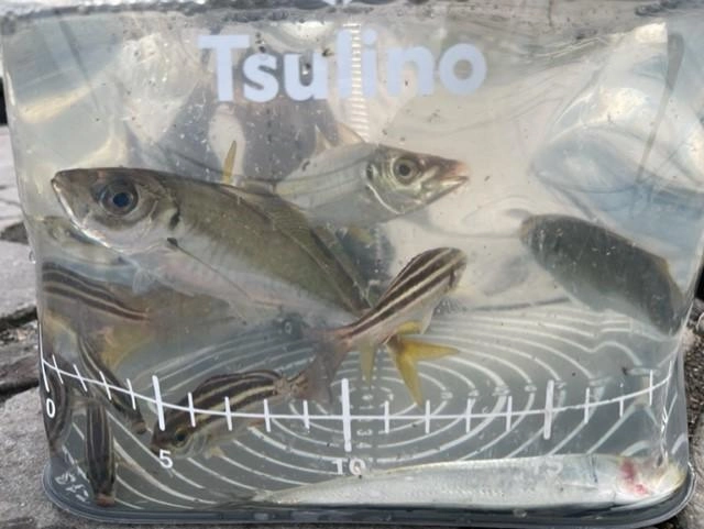 Tsulinoシースルーバケツにブクをセットして活かして持ち帰ります♪
