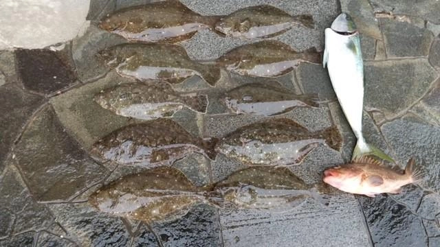 ヒラメの他は4.5キロ喧嘩ブリ、40㎝キジハタGET！