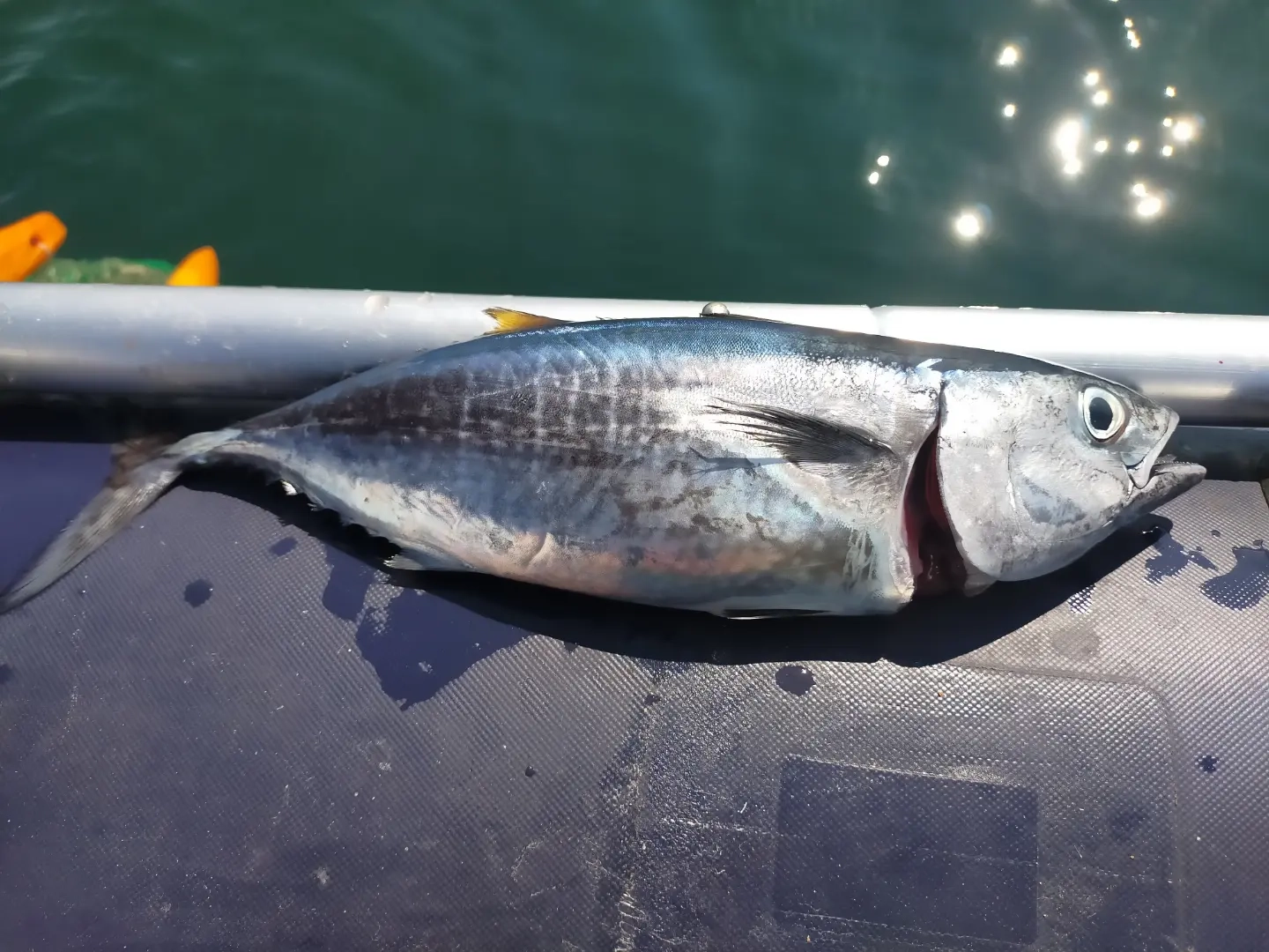 マグロも釣れた