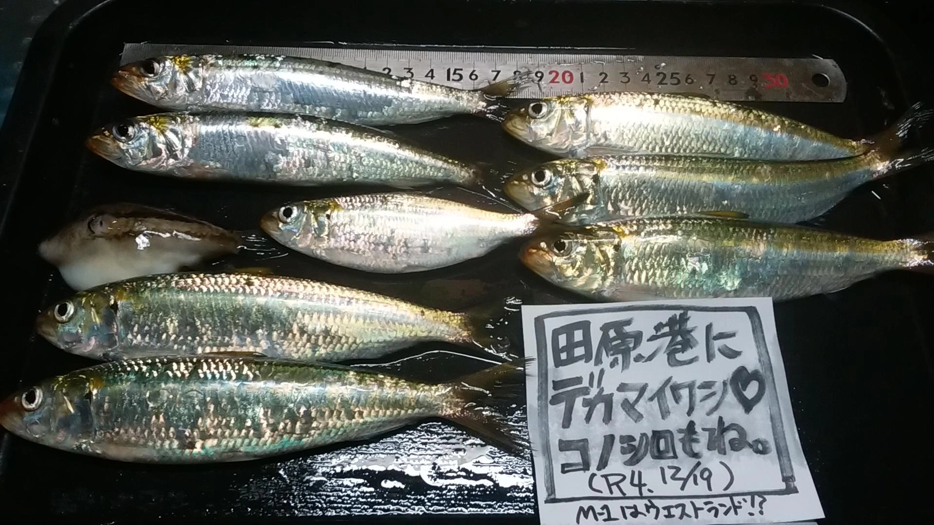 デカイワシじゃ