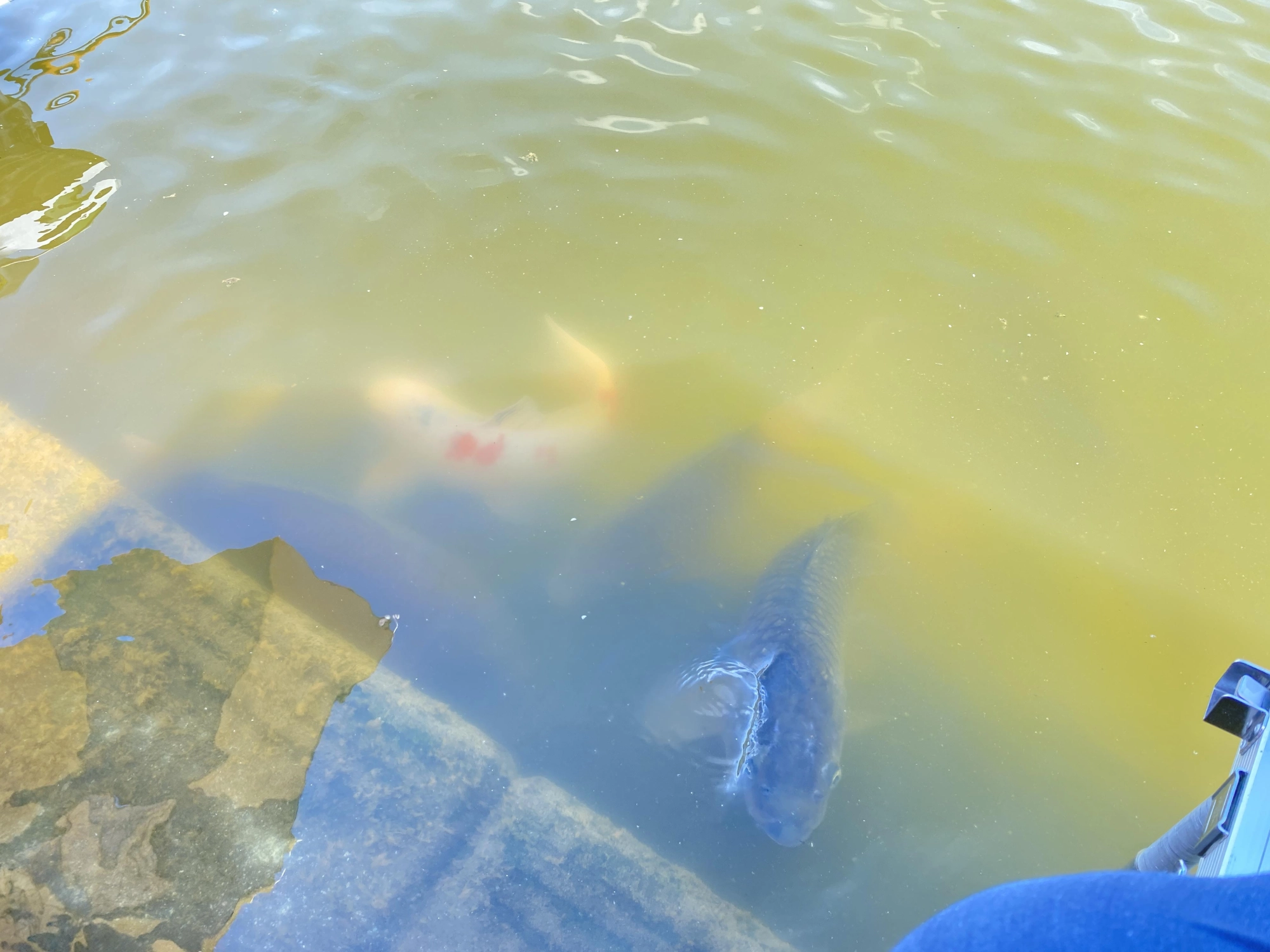 鯉がたくさん集まってきますが、釣れてしまうと穂先抜かれるかハリス飛ばされるので要注意