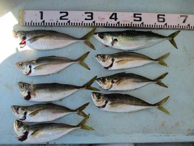 デカマアジとこの時期のマサバも最高に旨いんですよッ(о´∀`о)