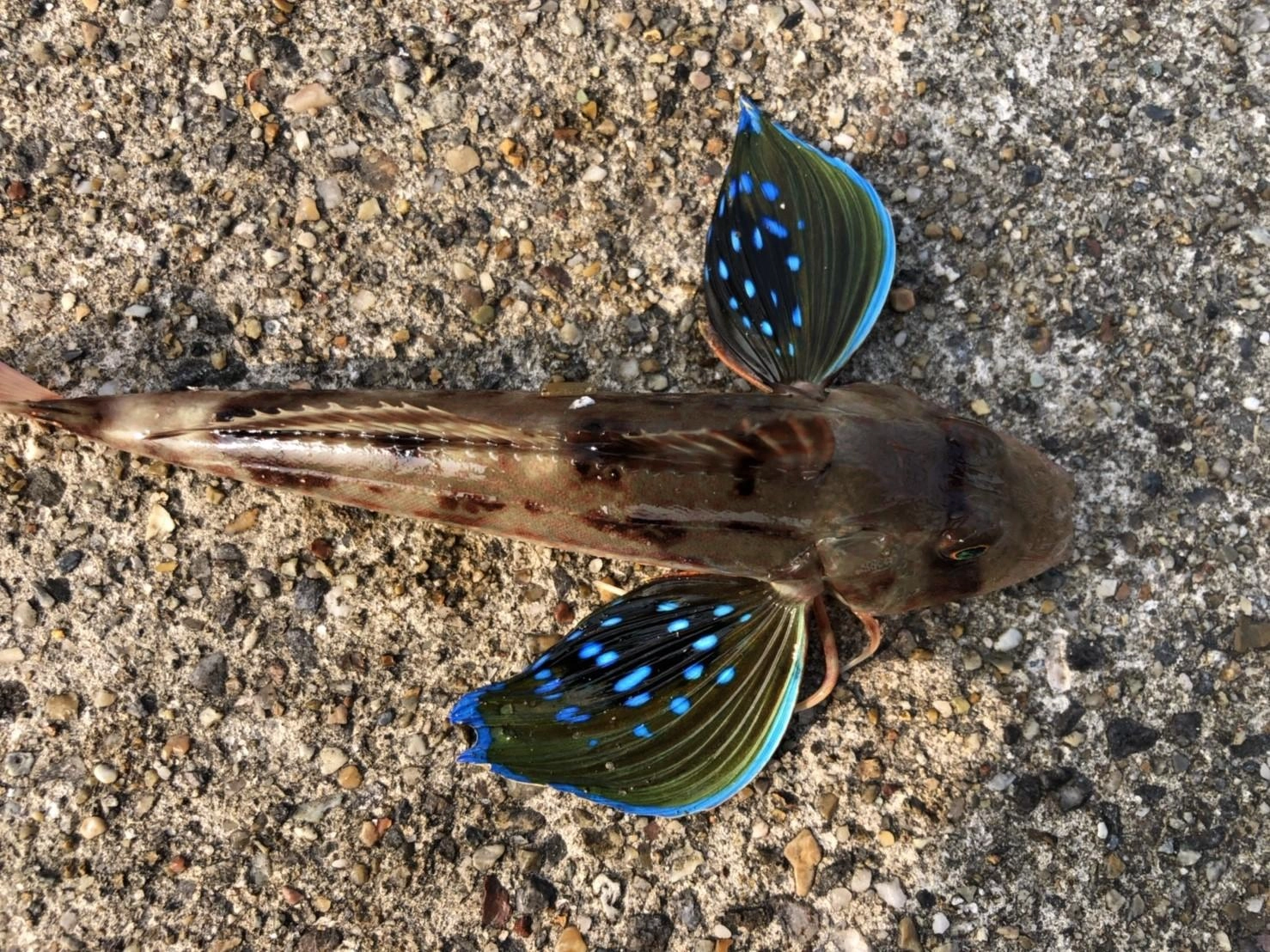 ちょい投げでホウボウまで出ました！