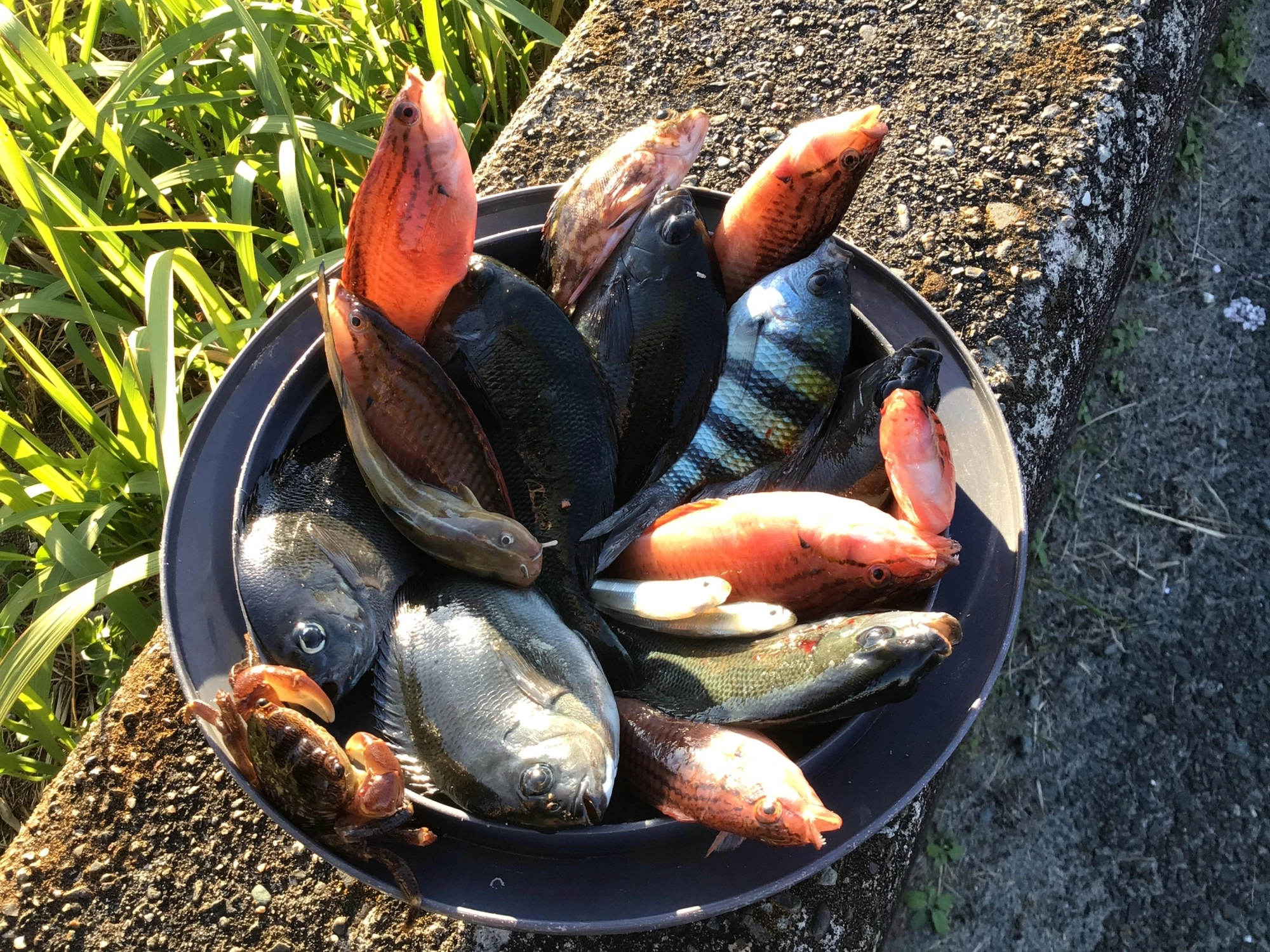 恵みに感謝デス❗️、、、あっゴンズイ刺さった(T◇T)」痛い。