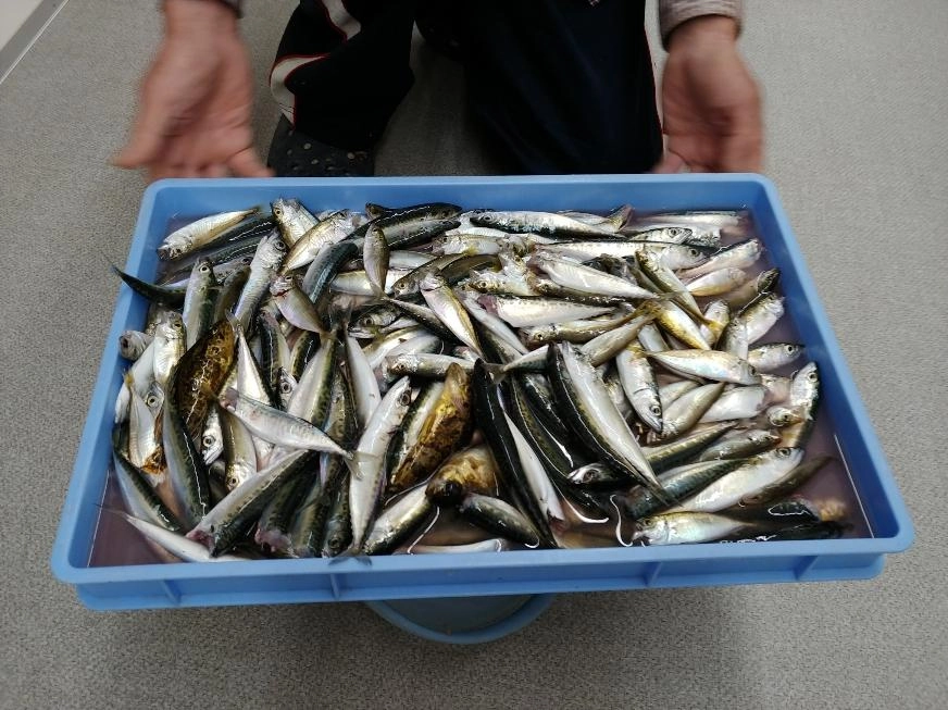 大漁の豆アジと小サバがトレイに満杯！！