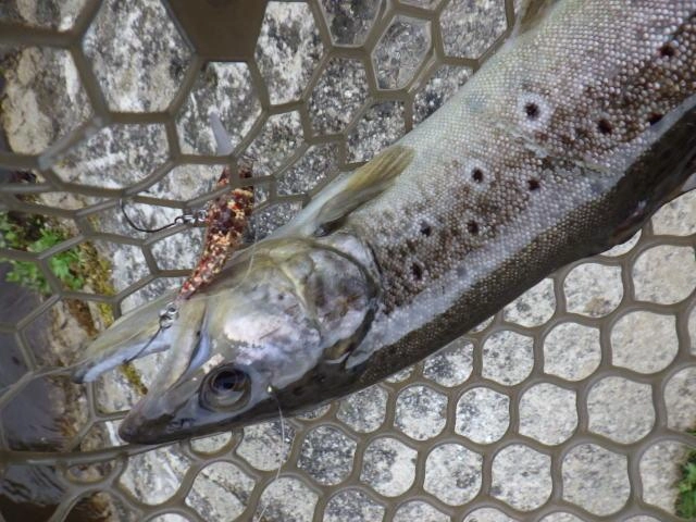 キレイでパワフル！大きな魚がいっぱいアタックしてきます。