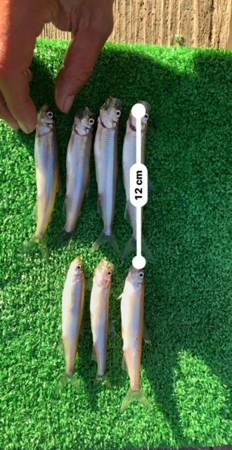 最大12ｃｍのデカサギ!!メガサギ、レアサギもいるかも！？