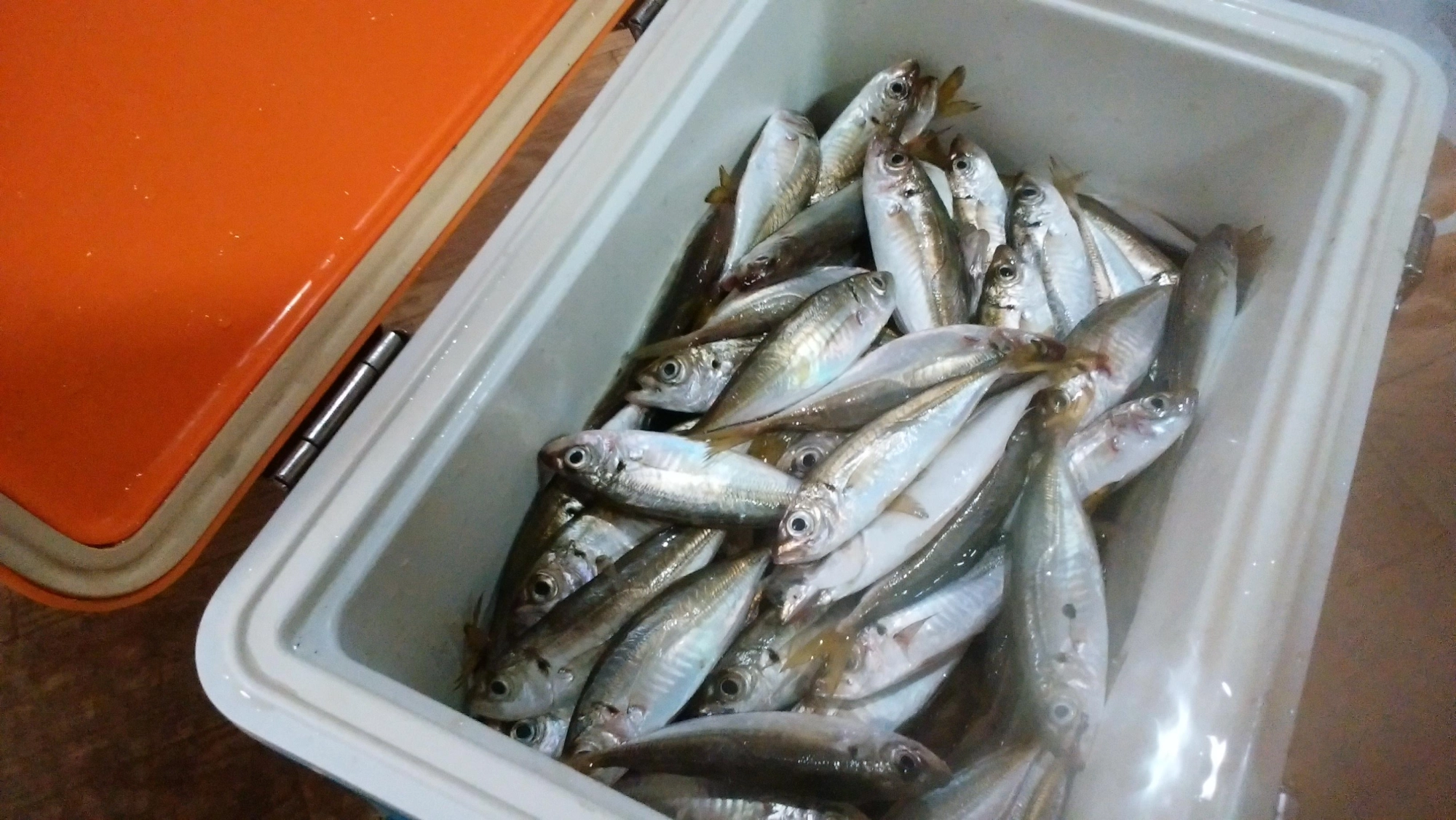 お宝ゲット？
