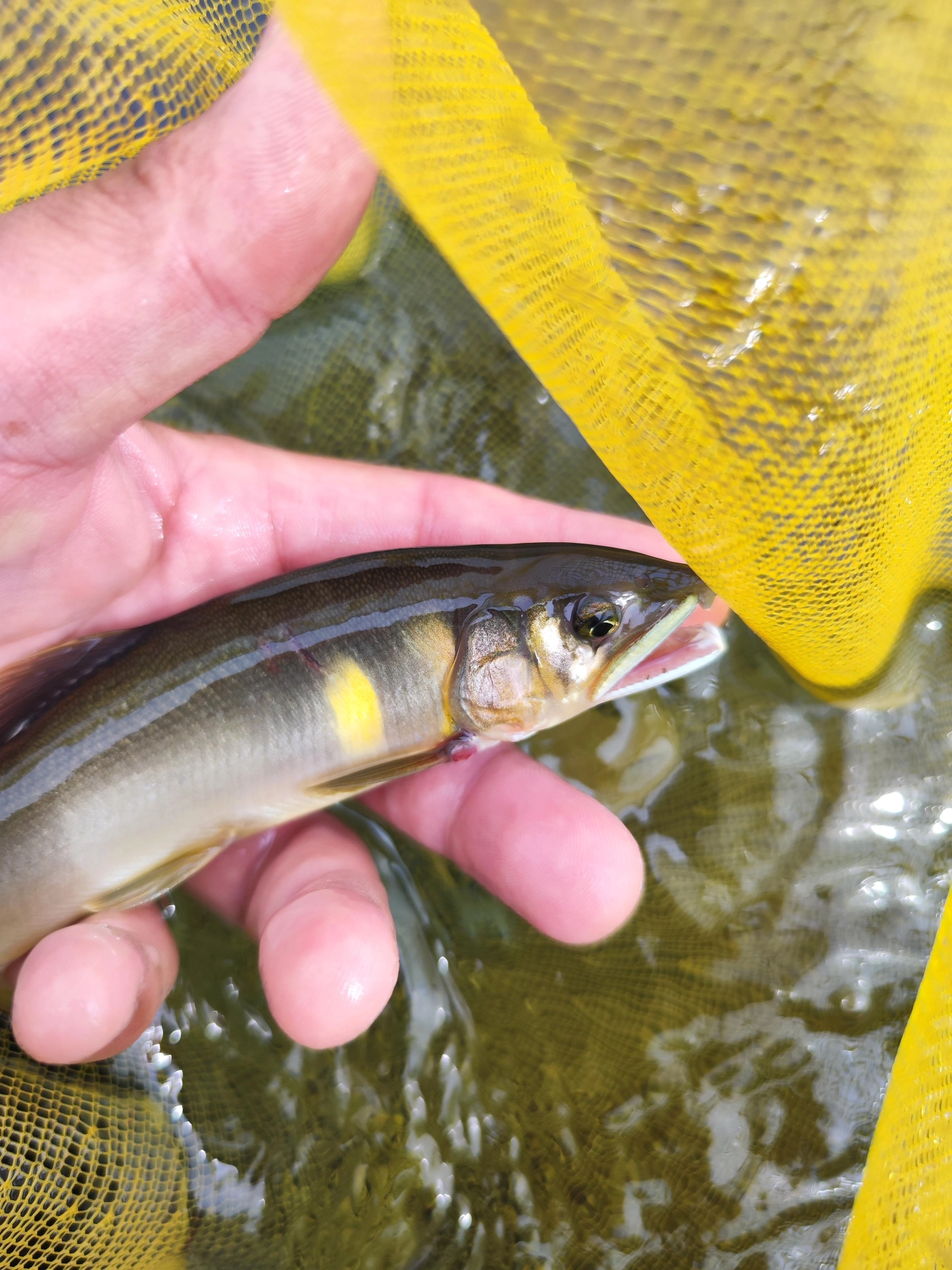 白泡でよく釣れました。