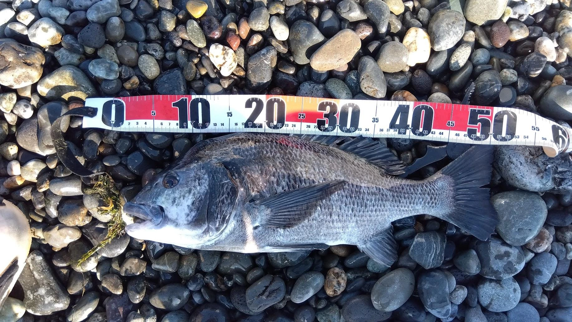行って３投目で釣れました。
てっきり気温が下がったのでもう釣れないと思ってましたが、まだ条件がそろえば釣れるようです。