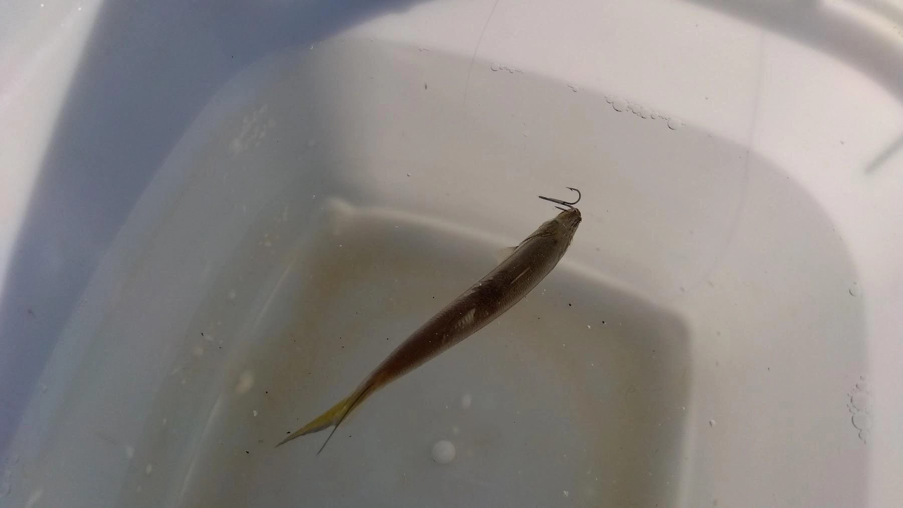 中々小さめのカマスが釣れず苦戦しました。
泳がせもサバフグやイカがサイレントに食い逃げし、カマスの随時確保でやり辛い感じでした。
ちなみにショゴの胃袋にはウリンボ２匹と鯵１匹でした。