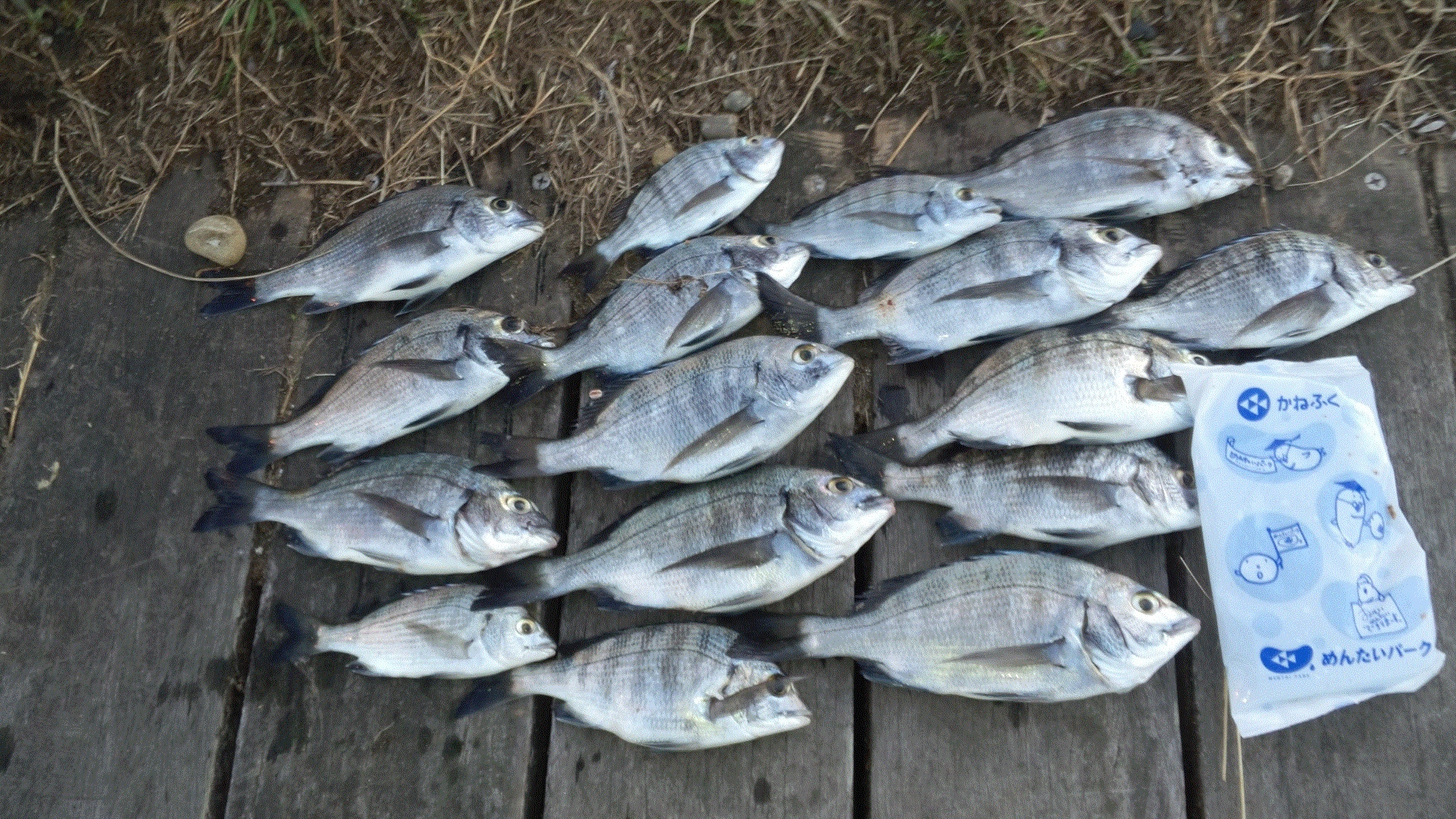 浜名湖初心者なので新居の海釣り公園へ。強い風と潮の流れが逆で中々底を取れずに最終的にウキを２Ｇから２Ｂに変更し真面目に棚を測りやっとアタリが出るように・・・。　そこからは順調に楽しめました。　大きなサイズは出ませんでしたがチヌらしい引きは十分に楽しめました。　手のひらサイズは針を飲まれてしまったものはリリースせずに持ち帰り。　ヘタクソでゴメンね。