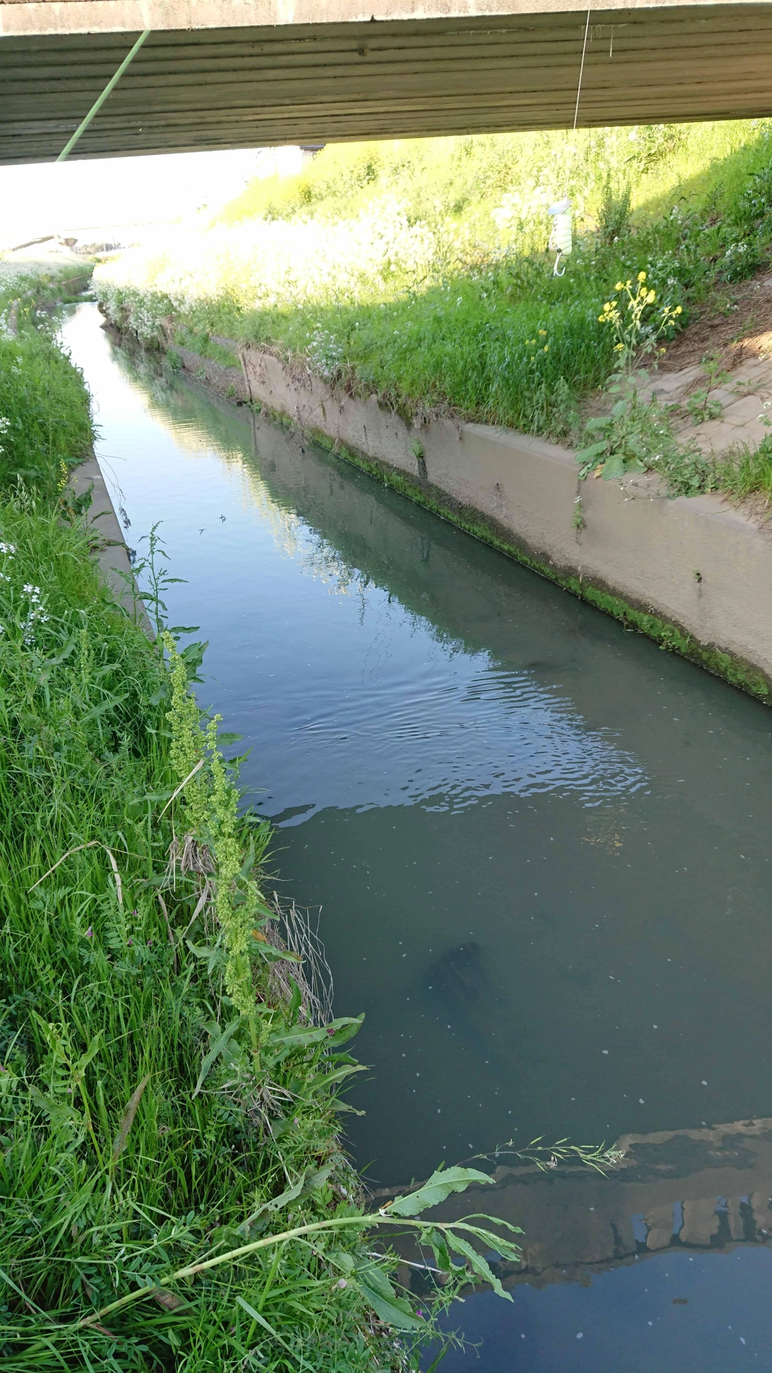 水深が30cmある川や用水路であればナマズがいる可能性が高いです。