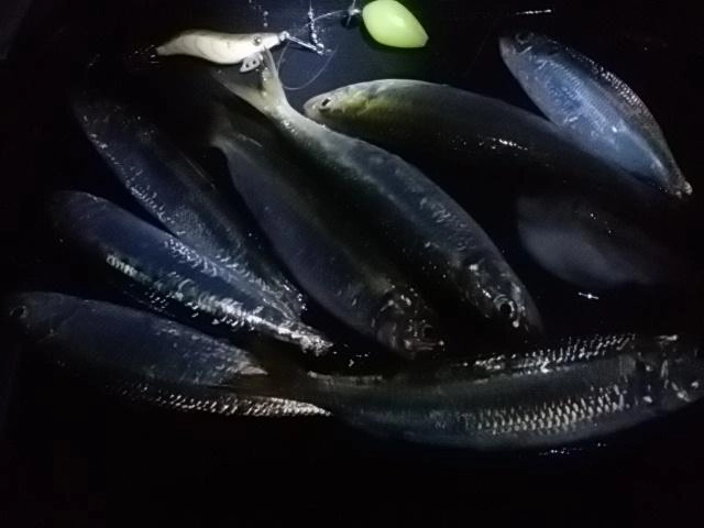サビキに変更した
