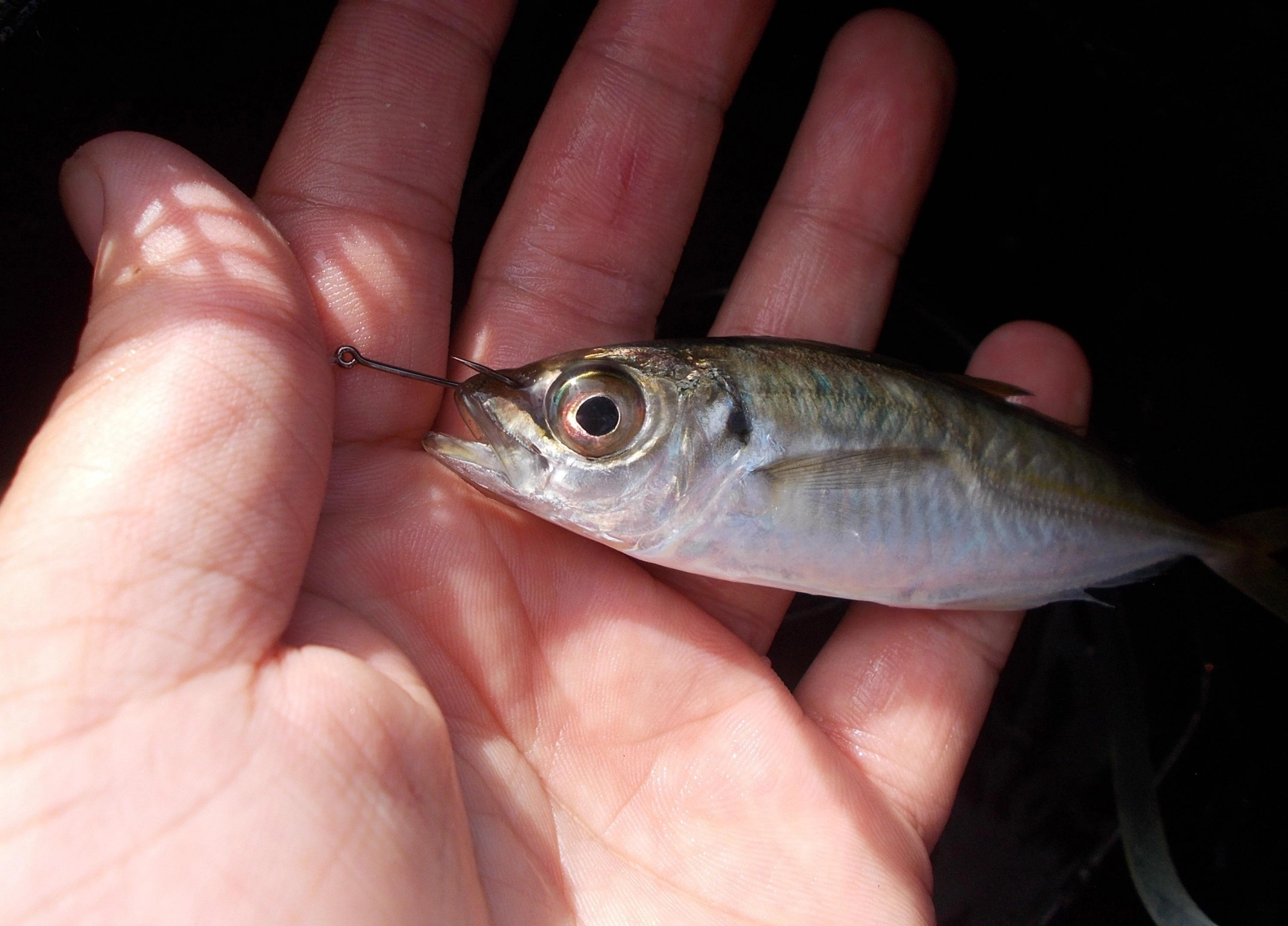 エサはサビキ釣りで釣れたアジ、ふた付きバケツにエアポンプを使うと長時間元気でいますよ。