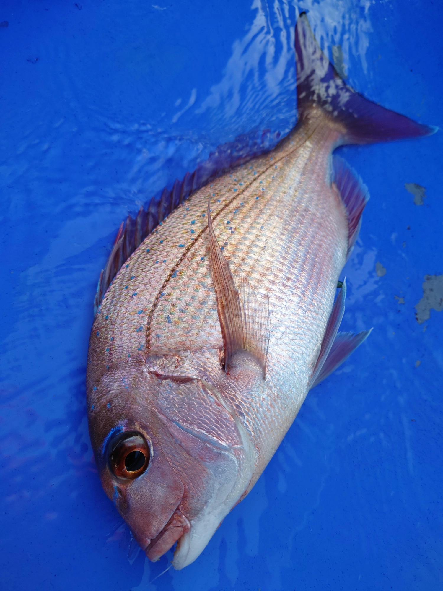 マダイの活性が良く、魚のアタリも大きかったです！ハリスは4号10ｍを使用。