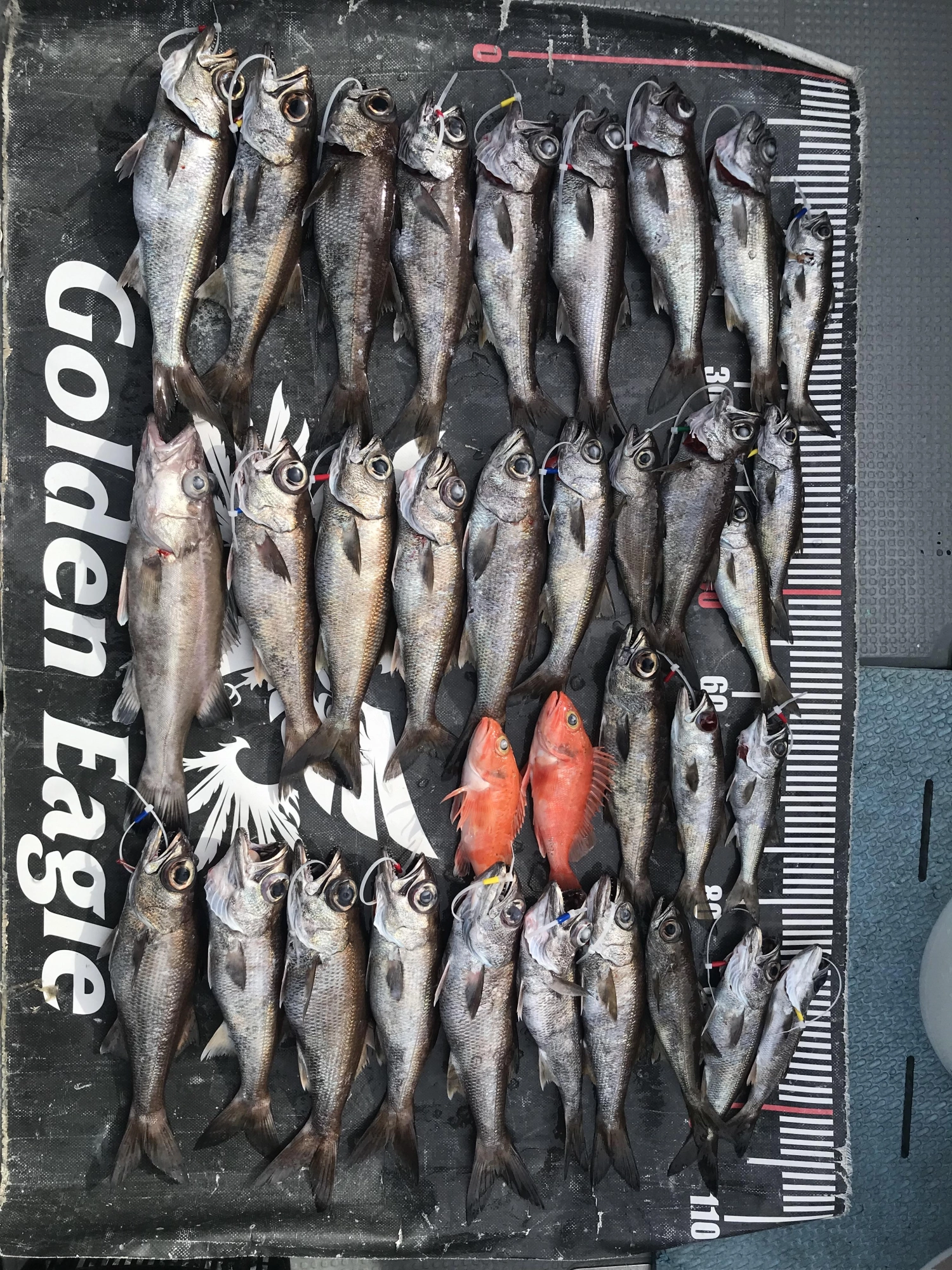 ５名様の釣果