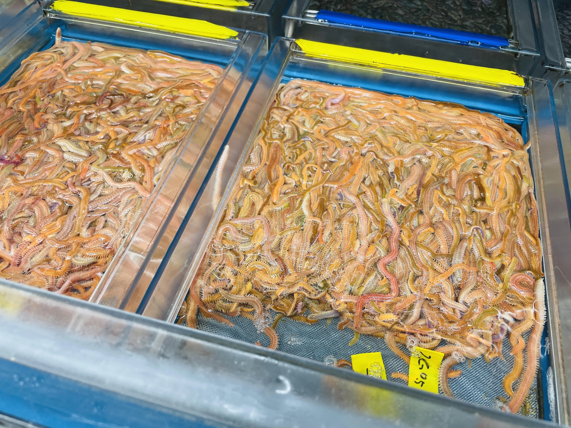 根魚釣るなら
断然ゴールドイソメが
オススメです♪
アピール力が強く、
特に夜間や濁りのある時に
有効ですよ！