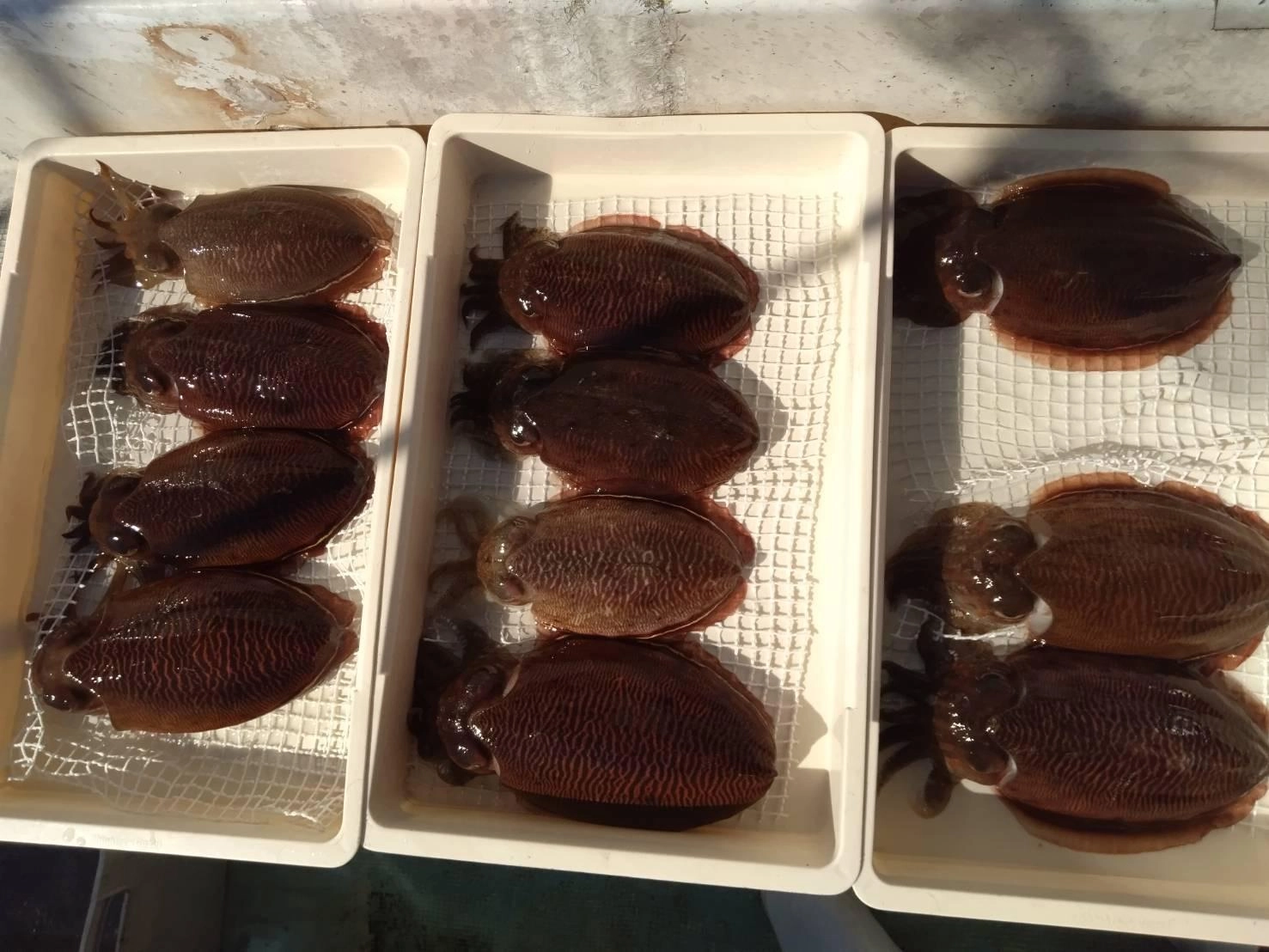 昨シーズン同様、今シーズンもコウイカ釣り好調ッ٩( ᐛ )و⁈
