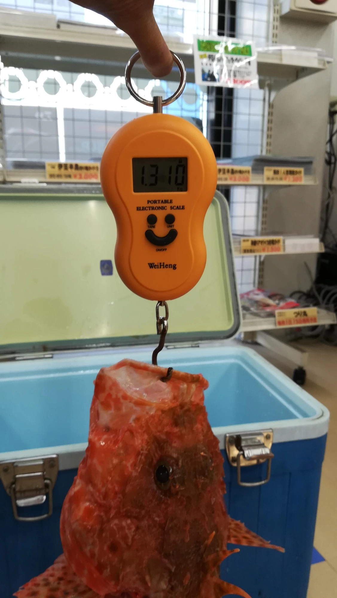 オニカサゴ最大1.3キロありました！