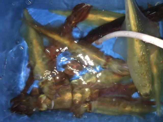 イケスには高級魚の赤イカがたくさん