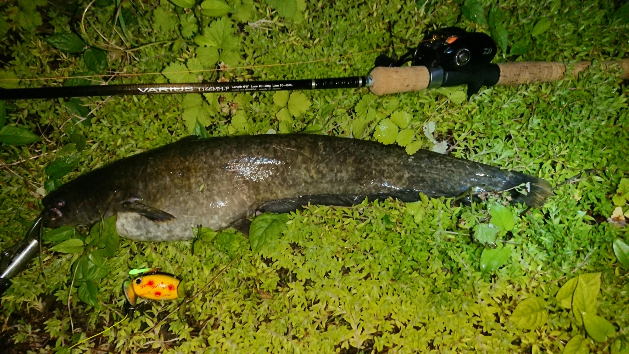 ルアーはザクトクラフト
ザグナ
ロッド リョービ バリウス