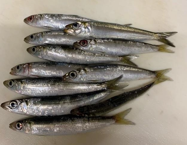 マイワシ、ウルメイワシが釣れました。