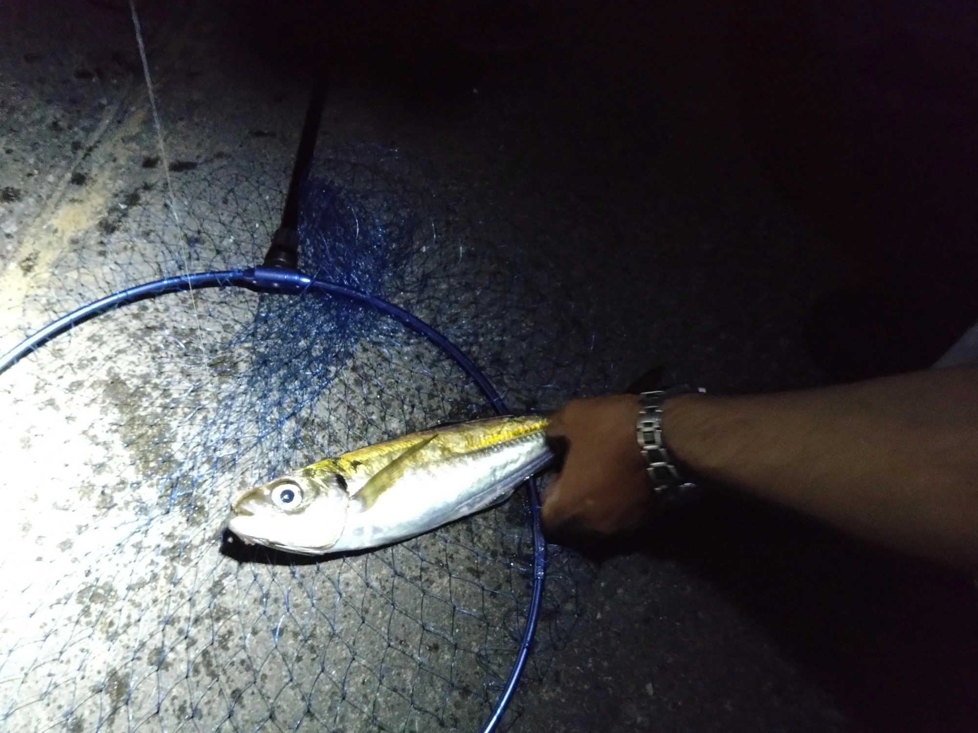 デカアジはバラシ防止のため、タモアミですくいましょう。